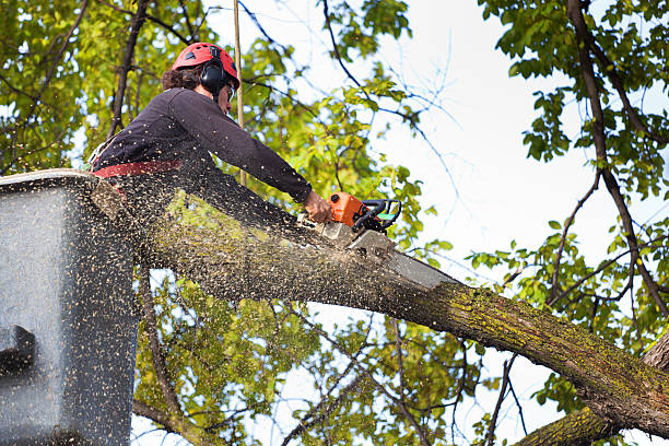 Tree Branch Trimming in Capitol View, SC